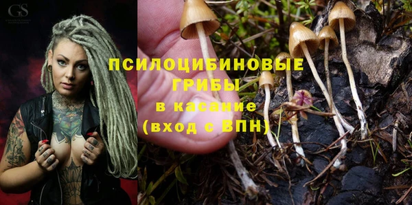 PSILOCYBIN Аркадак